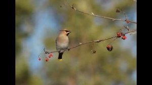 Дарвинский заповедник