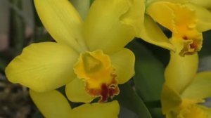 ПЕРЕСАДКА КАТТЛЕИ после покупки и цветения, в керамзит с пеностеклом и перлитом.