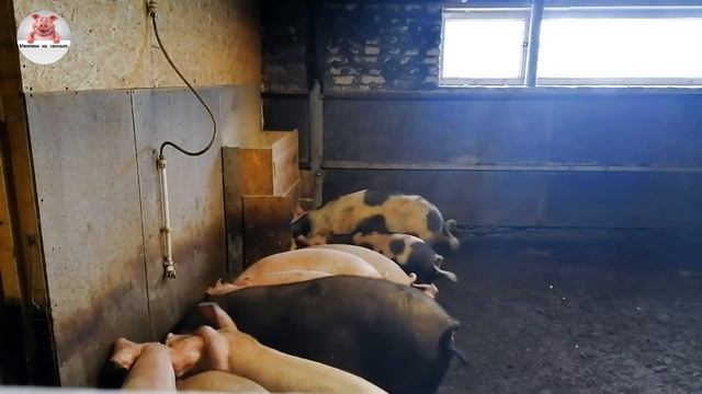 Миллион на свиньях.Отлучение свиноматки от поросят.Глубокая подстилка без бактерии работает или нет