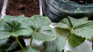 Выращивание клубники земляники на подоконнике? How to grow strawberries on a windowsill?
