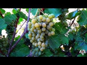 Сорта Винограда Цитронный Магарача