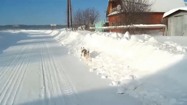 Хорошо зимой в деревне!