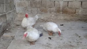 МУСКУСНЫЕ УТКИ ТЯЖОЛАЯ ЛИНИЯ ГЕРМАНСКАЯ СЕЛЕКЦИЯ. ВСЯ ПРАВДА! ВЕС ЯЙЦА И УТКИ....  12 травня 2020 р