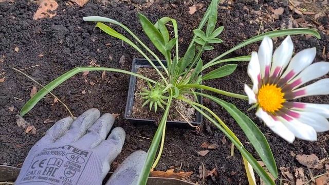 Газания (гацания) и цинерария приморская. Высадка в открытый грунт . Оформление миксбордера.