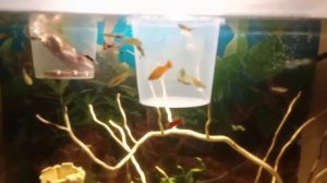 Разведение гуппи в домашних условиях