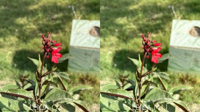 Leica Q3 VS Leica M11 Camera Comparison