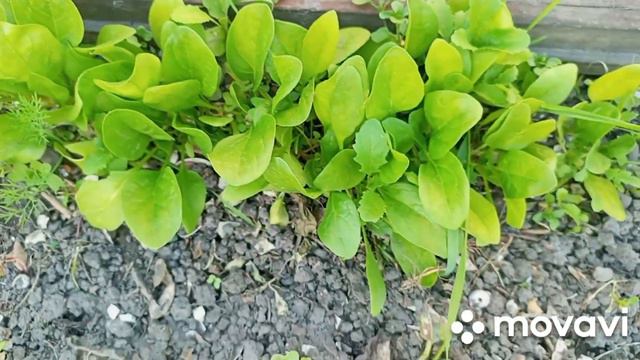 08.05.2023 г. СИТЦЕВАЯ ПОЛЯНКА КЛУБНИЧКИ НА МОЕЙ МИНИ ДАЧЕ! смотреть онлайн