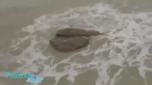 Русалки снятые на камеру! Миф или же реальность?