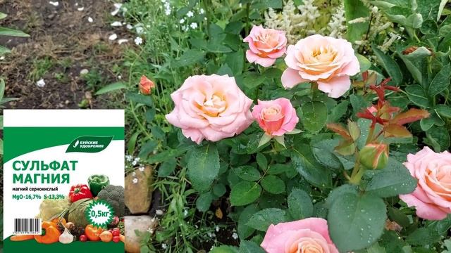 Не дорогие, но полезные удобрения для роз. смотреть онлайн