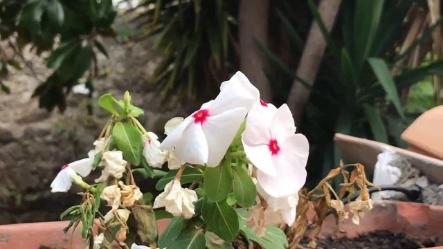 Италия. День 2. Пиццо – Тропея || Italy. Day 2. Pizzo – Tropea смотреть онлайн