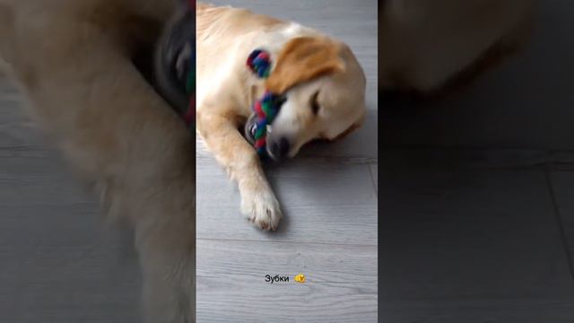 Зубки… смотреть онлайн