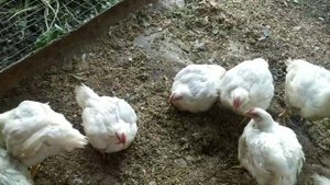 БРОйЛЕРЫ КОББ// НЕ ПЬЮТ С НИПИЛЬНЫХ ПОИЛОК