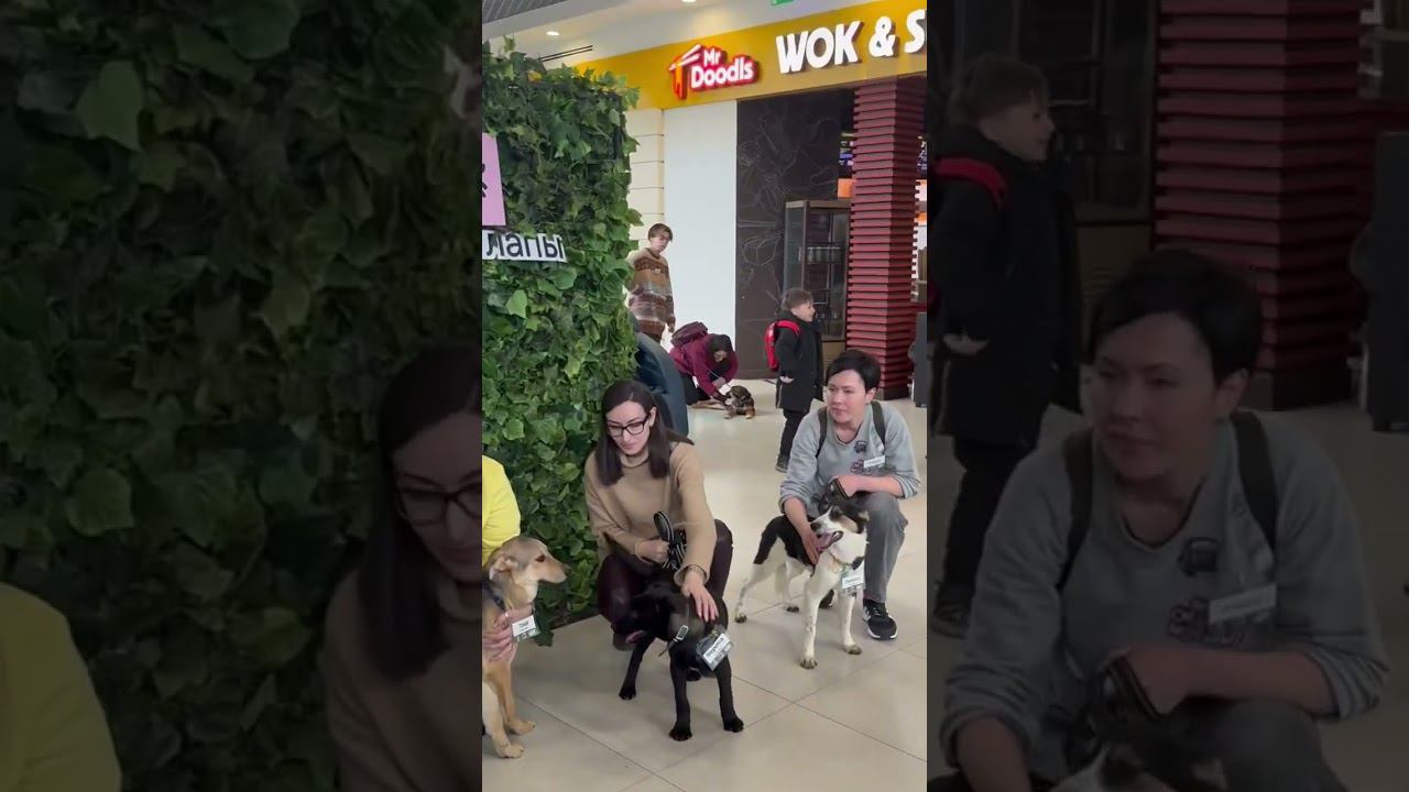 #четырелапы «Возьми друга из приюта», ТЦ Косино Парк