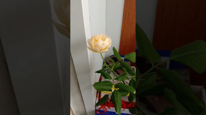 Расцвела роза на балконе. Москва. Март