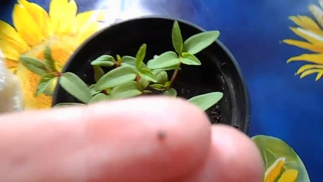 ЧТО  Это растёт? Китайские семена. смотреть онлайн