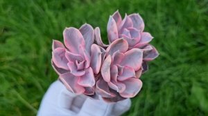 Echeveria West Rainbow