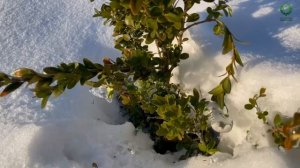 Черенкование самшита. Питомник растений? Е. Иващенко