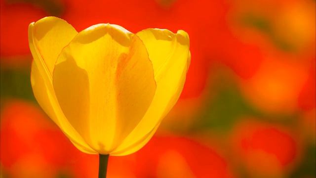 Поздравление с Праздником смотреть онлайн