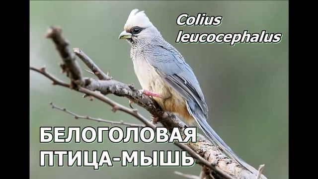 ПТИЦЫ-МЫШИ - Хохлатые длинохвостки смотреть онлайн