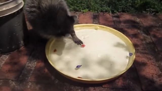 Мужчина Спас крошку енота, выходил и отпустил! Но что то пошло не так! смотреть онлайн