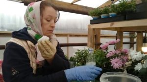 ЗИМНЯЯ ТЕПЛИЦА\\ЧЕРЕНКОВАНИЕ ХРИЗАНТЕМЫ