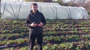 Мой метод посадки ремонтантной клубники. КОГДА ЖЕ САДИТЬ НСД СОРТА???