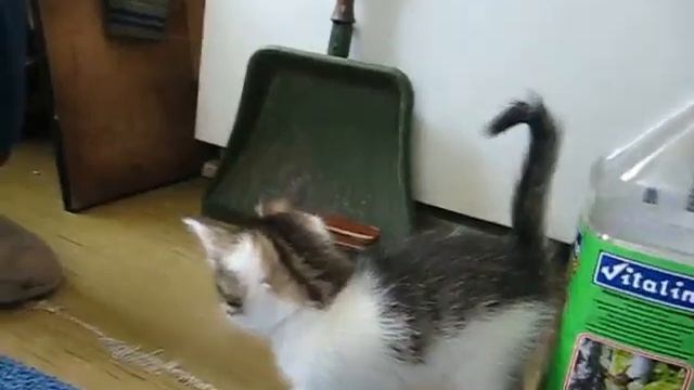Пушисто-полосато-пятнистая котосемья