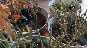 🌱ПОЛУЧИЛА САЖЕНЦЫ РОЗ С ОКС🌹РАСПАКОВКА ПОСЫЛКИ, ОБРАБОТКА🌱ЧТО ДЕЛАЮ В ПЕРВУЮ ОЧЕРЕДЬ