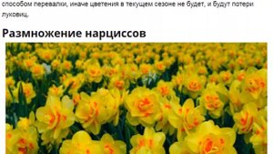 Нарциссы.  Посадка и уход за нарциссами.
