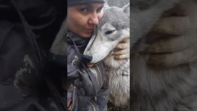 Волк Бран очень любит меня. Откуда такая преданность.