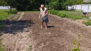 Культивация. Посев семян горчицы. Заделка семян. #дача #дачасадогород #огород