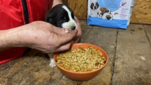 Первый прикорм щенков САО. Роял Канин Джайнт Стартер размоченный.БУЛЬДОЗЕР, ТОПАЗ линии.+7915778778