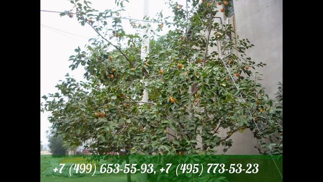 Доставка фруктов и овощей из Китая смотреть онлайн