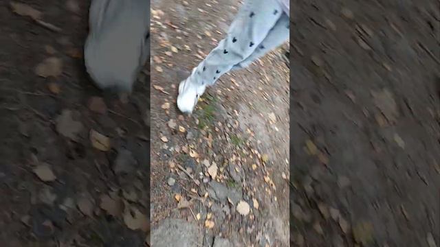 мой поход в лес мы набрали Очень много грибов смотреть онлайн