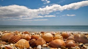 Картинка океан. Большие ракушки на берегу моря.