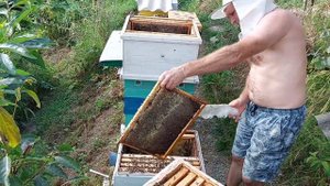 Как отобрать мёд у злых пчёл.