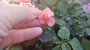 Махровые бальзамины - цветение.