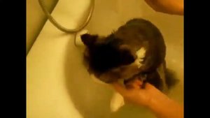 Кот матерится во время купания .