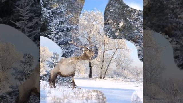Амурская снежная красавица тайга