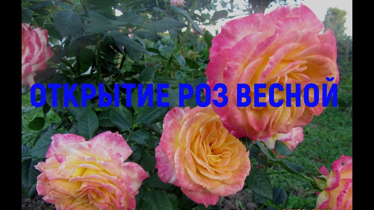 Открытие роз весной.Мероприятия, которые нужно сделать весной в розарии. смотреть онлайн