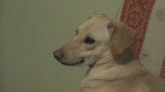 Smiling dog (Собака улыбака!) смотреть онлайн