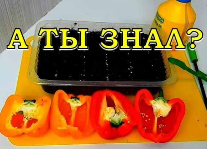 ЧТО ДЕЛАТЬ если перец не всходит??!!???