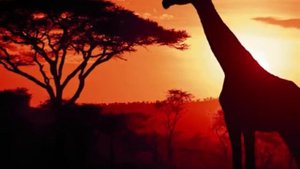 Enya - Storms In Africa