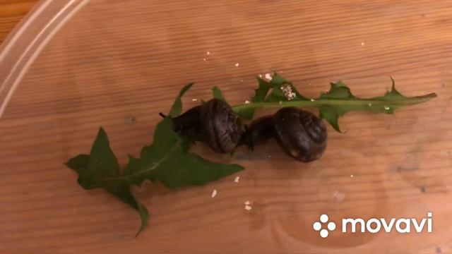 Как ухаживать за уличной улиткой