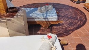 Domina coral bay Prestige ЛЮКС уровень в эконом сегменте