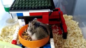 Хомка хомка хомячёк полосатенький бочёк