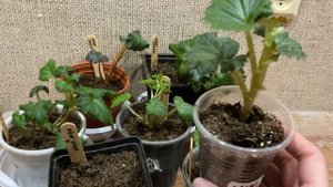 Бегониям год. Бегонии семян. Клубневые бегонии в первый год