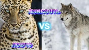 Леопард против Северного волка!! ВЕРСУС!!!!