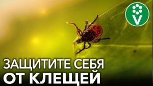 ЭТИ МИЛЫЕ ЗВЕРЬКИ – ГЛАВНЫЕ РАСПРОСТРАНИТЕЛИ КЛЕЩЕЙ на вашем участке!