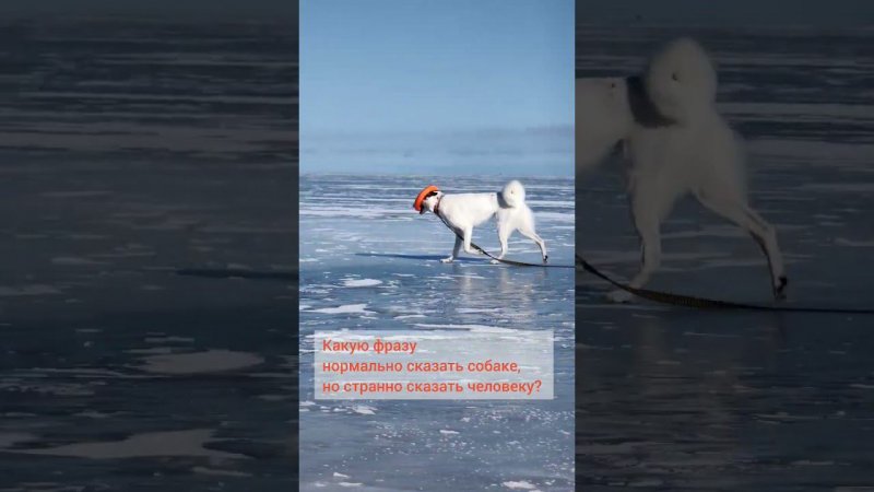 Делитесь в комментариях! Что бы вы сказали собаке, но странно сказать такое человеку?